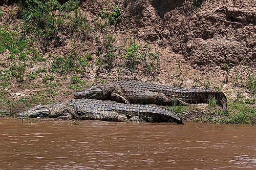 Two Nile crocodiles resting on a bank of the Mara River Masai Mara National Reserve-Kenya Animals Print